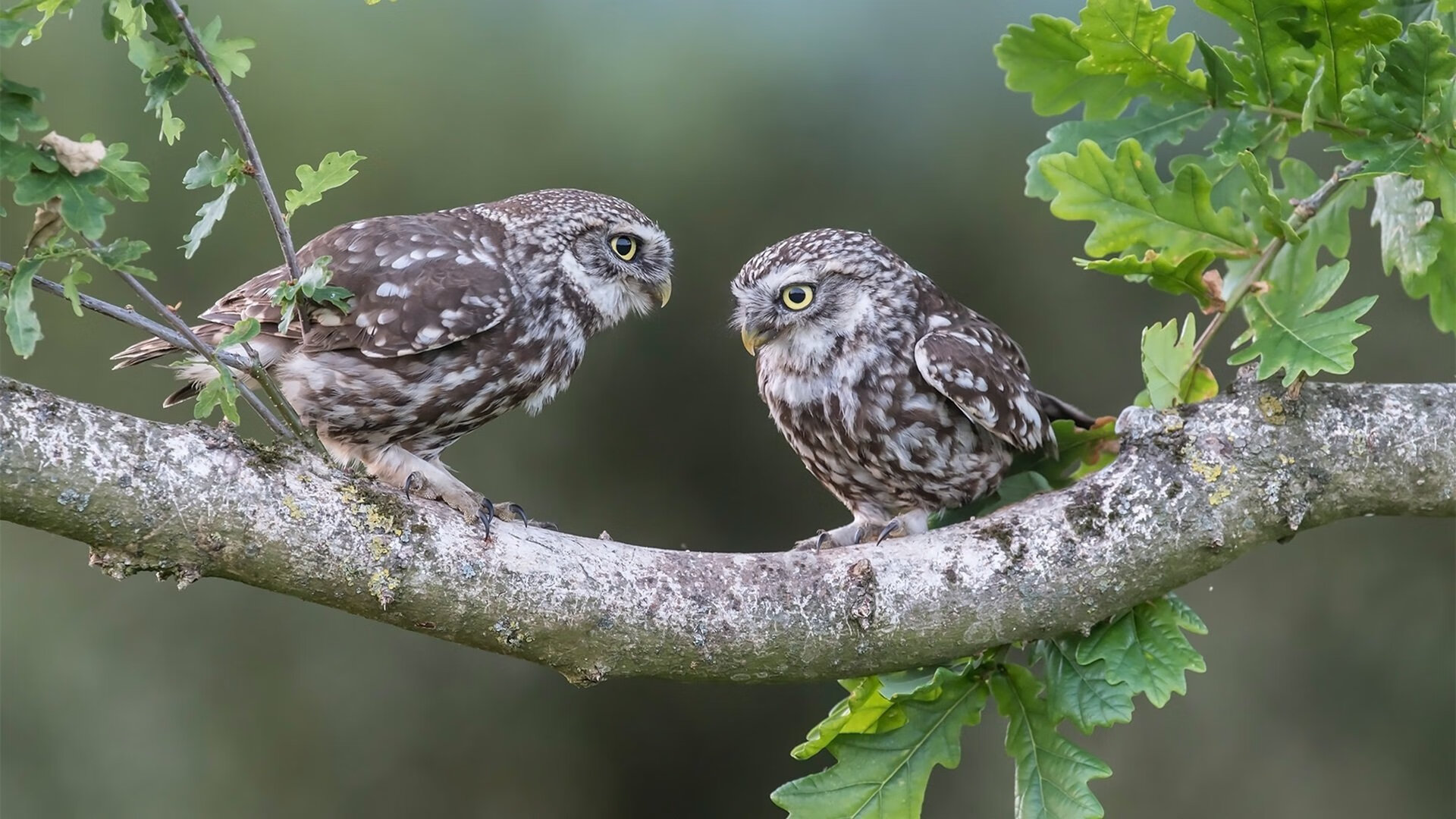 佩德里一锤定音,西班牙战术棋局中的唯一解法